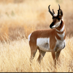 «Berrendo» es el animal que podría ganarle al Guepardo