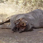 5 Personas son detenidas por matanza de elefantes