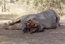 5 Personas son detenidas por matanza de elefantes