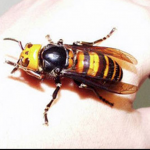 Ataques de avispas gigantes dejan al menos 42 muertos en China