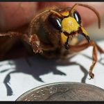 42 Personas mueren por ataques de abejas en China