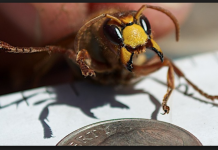 42 Personas mueren por ataques de abejas en China