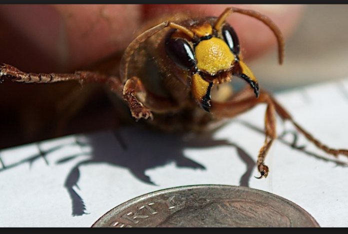 Captura_de_pantalla_2017-11-20_a_las_17.17.32