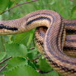 Aparición de serpientes deja acalambrados a pobladores en Chinandega