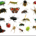 Plan de insectos: estudiantes ganan premio por crear una fuente inagotable de comida