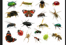 Plan de insectos: estudiantes ganan premio por crear una fuente inagotable de comida