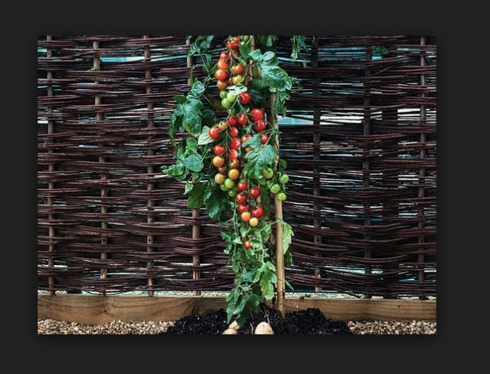 Captura_de_pantalla_2017-11-23_a_las_4.16.28_p.m.