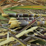 Ecuador producirá Etanol