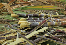Ecuador producirá Etanol