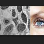 Científicos argentinos desarrollan células progenitoras de la retina a través de grasa