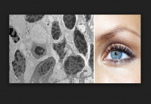 Científicos argentinos desarrollan células progenitoras de la retina a través de grasa