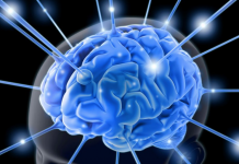 Trabajan en la simulación computarizada del cerebro