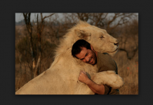 Increíble demostración de cariño entre dos leones y un hombre
