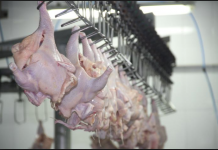 Alerta sanitaria por salmonela en pollo de EU