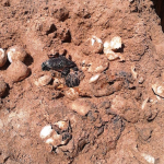 Resguardan Tortuguillos