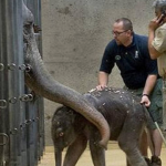 El elefante Paciencia mata a su cuidador del zoológico