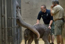 El elefante Paciencia mata a su cuidador del zoológico