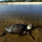 Algas tóxicas provocan muerte de más de 90 tortugas en El Salvador