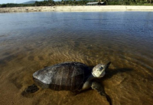 Algas tóxicas provocan muerte de más de 90 tortugas en El Salvador