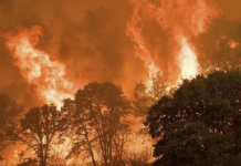 Incendios forestales consumen el sur de Australia