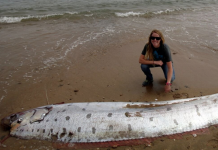 Aparece otro pez remo en California