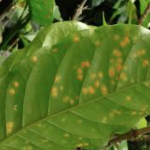 30 mil empleos se perderán en El Salvador por culpa de la roya afectaciones