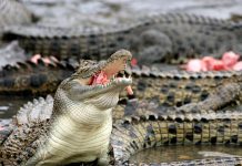 Sobrevive al ataque de cocodrilo con llave inglesa y bujía