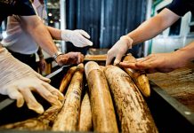 Incautan en España 74 colmillos de elefante africano