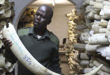 EEUU prohíbe comercio de marfil para salvar a elefantes