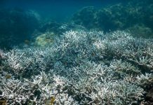 Blanqueamiento mata tercio de corales en Australia