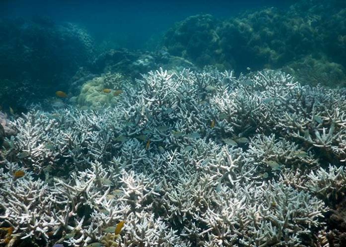 Coral