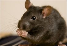 Bebé es devorada por ratas mientras su mamá estaba de bacanal