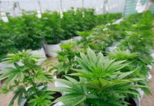 Pueblo argentino desea cultivar marihuana para fin medicinal