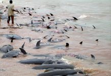 Vinculan muerte de delfines con derrame petrolero en 2010