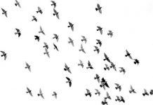 Una misteriosa enfermedad ciega y mata pájaros en EE.UU. Estados unidos, pájaros, ciega y mata, washington,