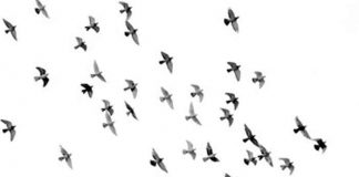 Estados unidos, pájaros, ciega y mata, washington,