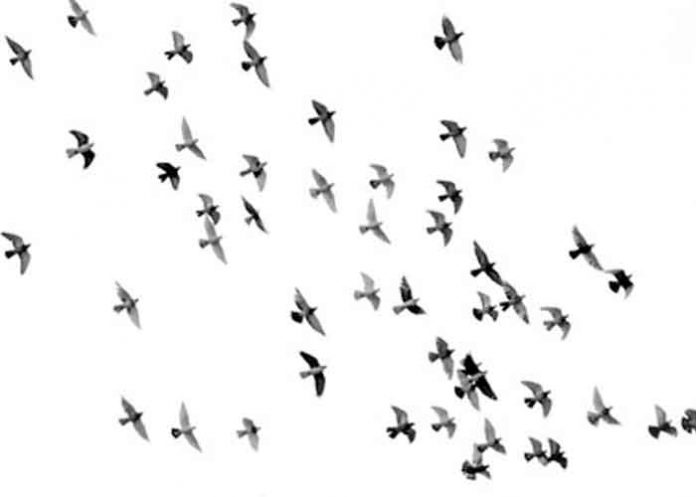 EEUU1 Estados unidos, pájaros, ciega y mata, washington,