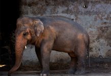 Campaña en defensa de un elefante maltratado en Pakistán