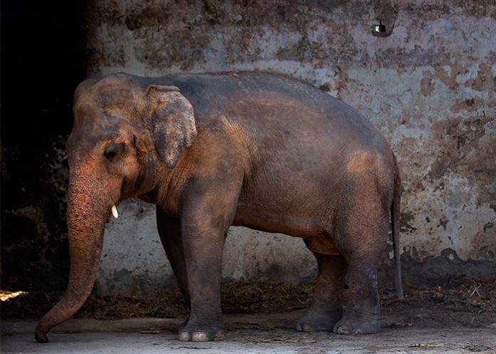 Elefante