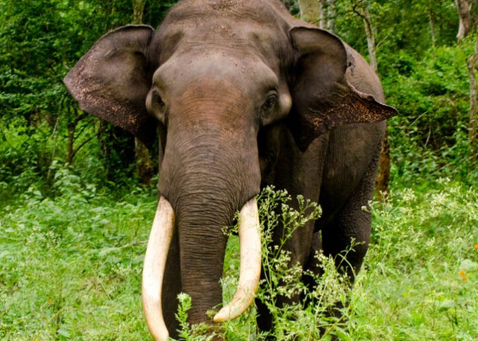 Elefante