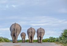Cuatro elefantes matan a 5 personas en aldea de India