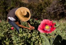 Debate en México para legalizar la amapola con fines medicinales