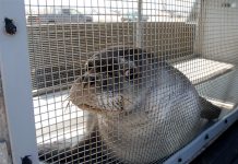 Focas monje amenazadas emprenden vuelta a casa en Hawaii