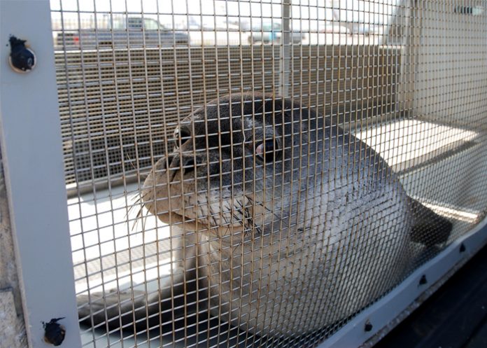 Foca