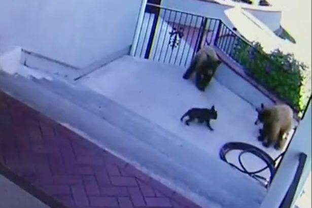 French-bulldog-manages-to-chase-two-bears-out-of-her-garden