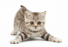 Rescatan a gatito atrapado en el muro de una casa en Florida
