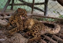Reportan nuevo avistamiento de gato en peligro de extinción en China