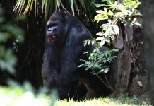 Muere gorila ‘Bantú’ en zoo de la Ciudad de México