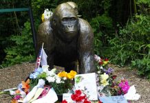 Zoológico que sacrificó a gorila Harambe desactiva cuenta de Twitter