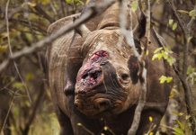 Zimbabue sacrifica a rinoceronta herida por cazadores